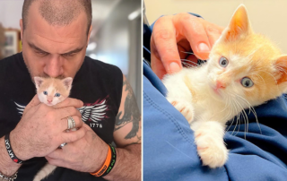 Cowboy Cat Wrangler Bob Lynch, Philadelphia, Butter the rescued kitten with blue eyes, Here Kitty Kitty Cat Rescue