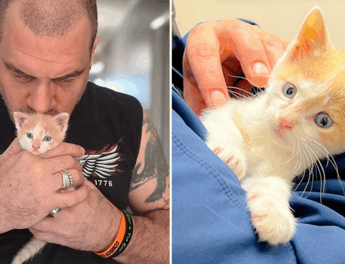 Rescuer Shares Story of ‘Finding Butters,’ The Cutest Kitten One Cold Night