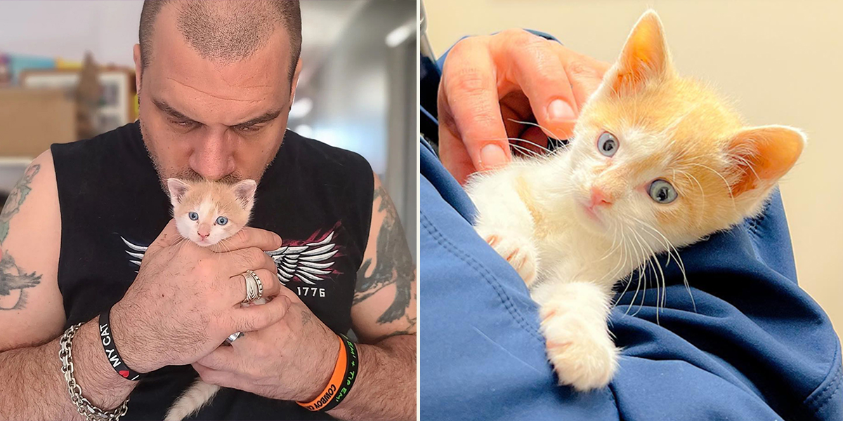 Cowboy Cat Wrangler Bob Lynch, Philadelphia, Butter the rescued kitten with blue eyes, Here Kitty Kitty Cat Rescue