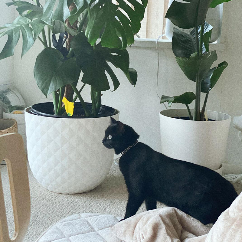 Nori's first day after being adopted. Standing next to plants in white pots.