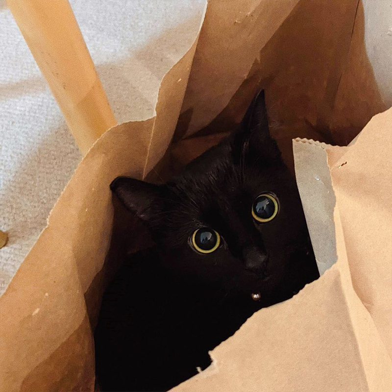 Nori peeks out of a paper bag.