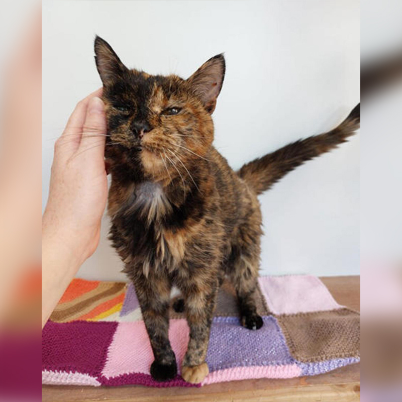 Flossie, oldest living cat in 2022, Guinness World Records