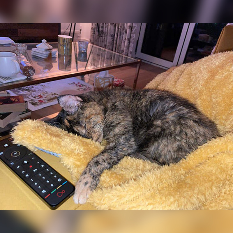 Flossie, oldest living cat in 2022, Guinness World Records, yellow blanket