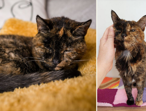 Woman Adopts Oldest Living Cat, Flossie, Gives Her the Best Golden Years