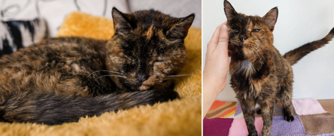 Flossie, Guinness World Records, oldest living cat, UK, Orpington, Vicki Green