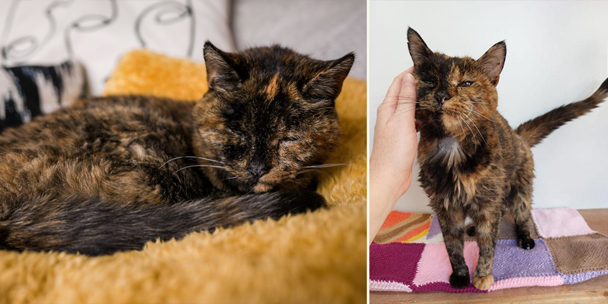 Flossie, Guinness World Records, oldest living cat, UK, Orpington, Vicki Green