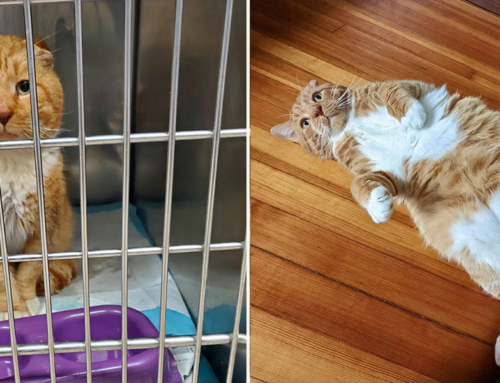 Badly Wounded Garfield Has Amazing Transfurmation Thanks to NJ Rescuers