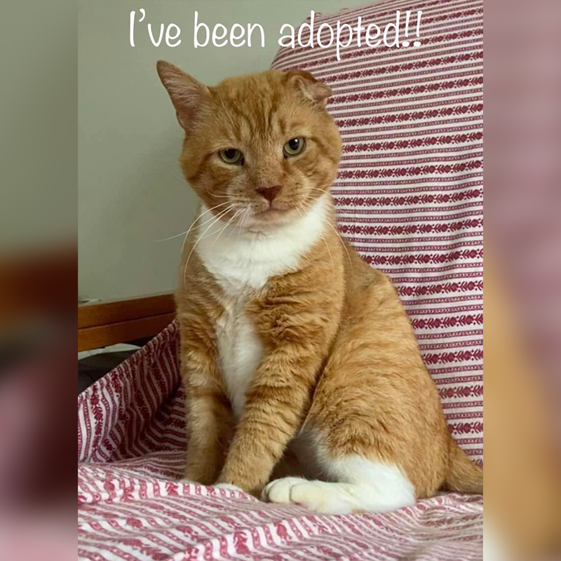 Adoption for rescued orange ginger tabby, New Jersey, Whitney Malin