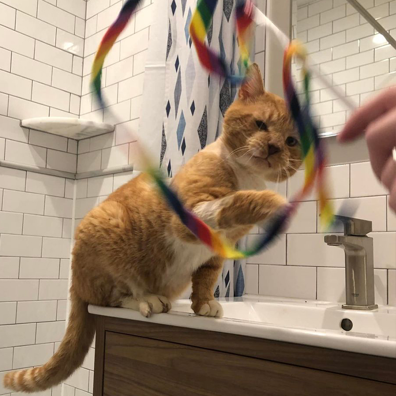 Garfield plays with rainbow ribbon toy