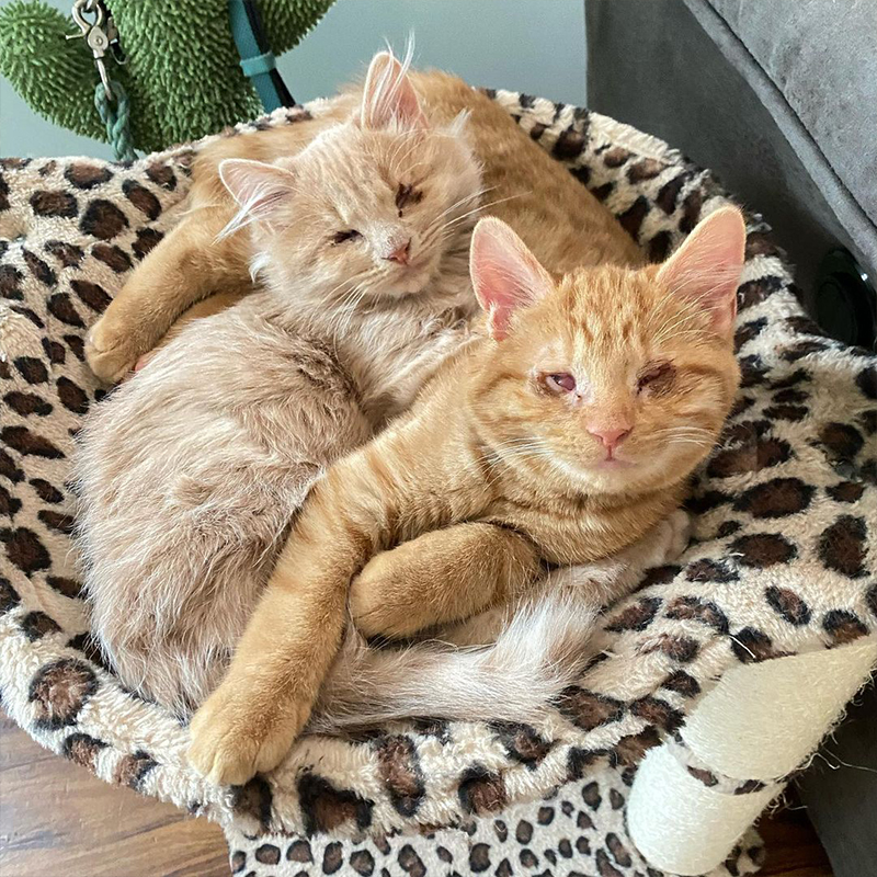 George and Hammy, blind rescued kittens, Nicole Meow, 2