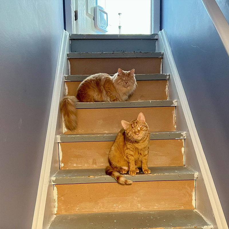 George and Hammy sit on the stairway to the basement,