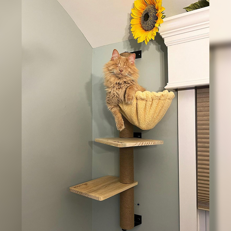 George gets to the top of the cat tree somehow