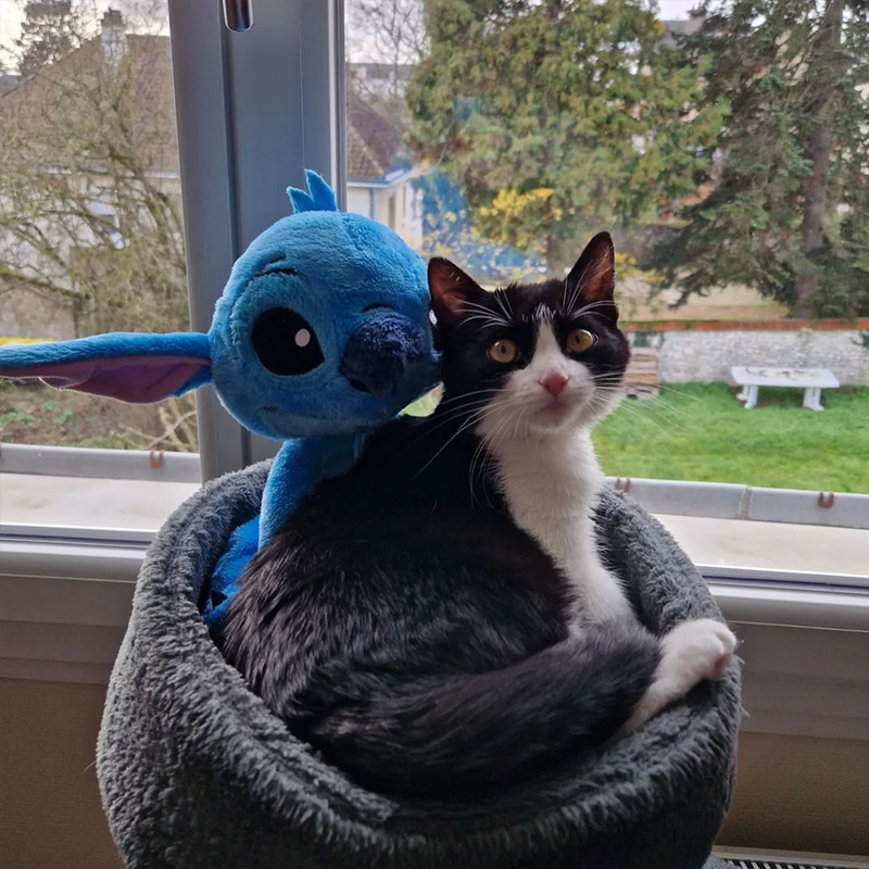 Lilo the kitten with her Stitch stuffed toy.