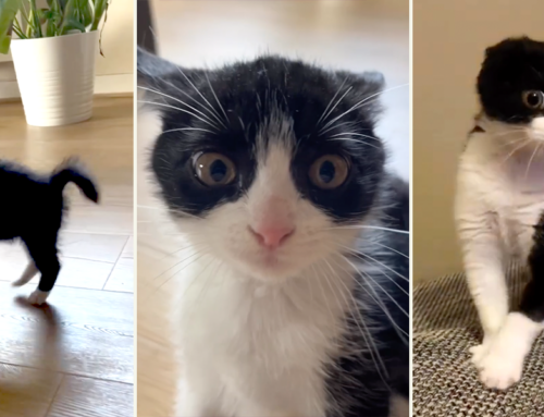 Lilo the Kitten Launches Surprise Silly Crab Walk Attacks On Camera
