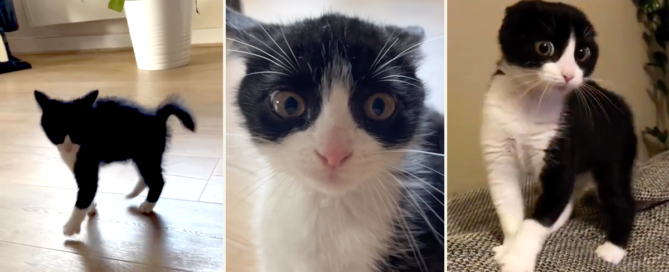 Lilo, lilochipie, French kitten does crab walk