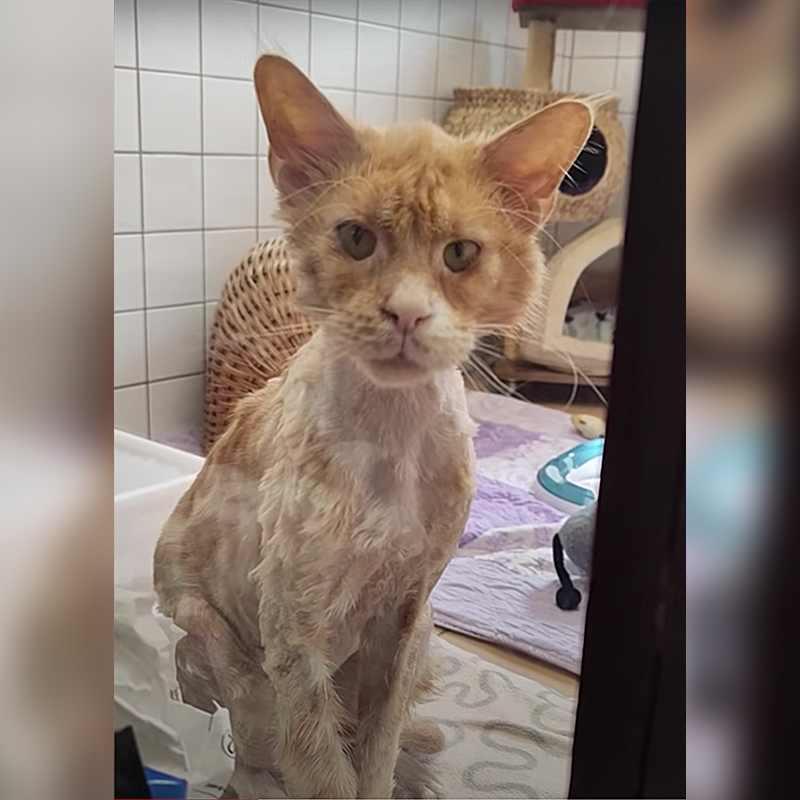 Lucian Lionheart after being shaved at the rescue