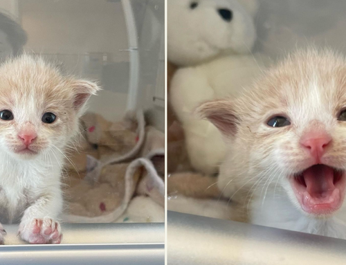 Lyra the Rescued Kitten Protests Being Safe and Warm in an Incubator