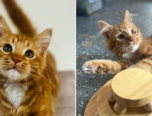 Fluffy ‘Mojo’ Rescued from the Streets Leaves Everyone Kitten Smitten