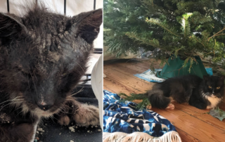 Hank under his tree and with mange.