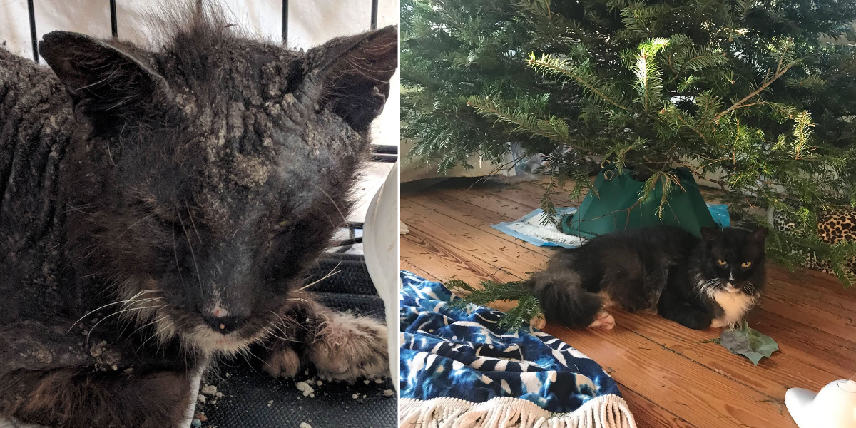 Hank under his tree and with mange.