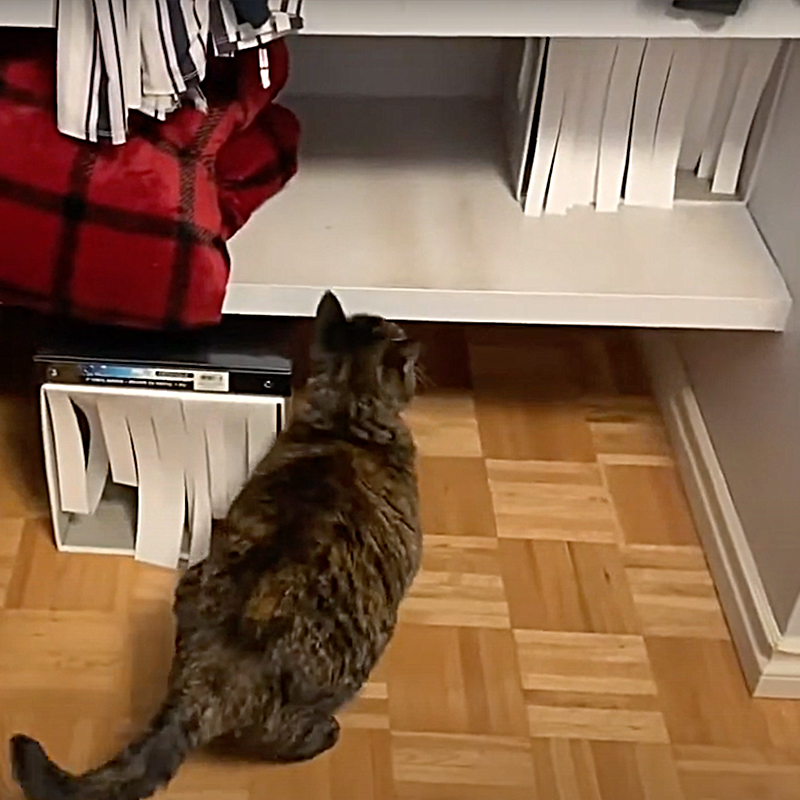 Minnie the cat searching a "mystery box." 