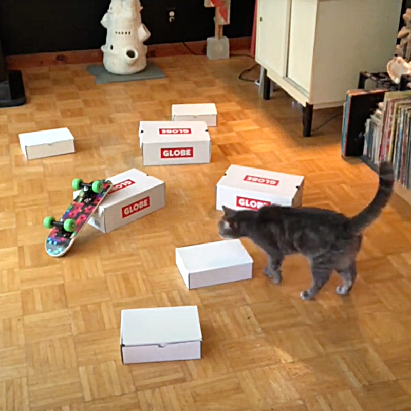Muncho and Mini search for food in and around skate shoe boxes, nosework