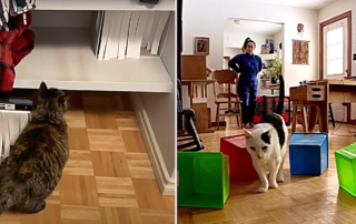 CPDT-KA certified trainer Hanna Fushihara, Nosework Cats, cat training