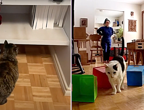 House Cats Go On Entertaining Scavenger Hunts With ‘Nosework’ Training