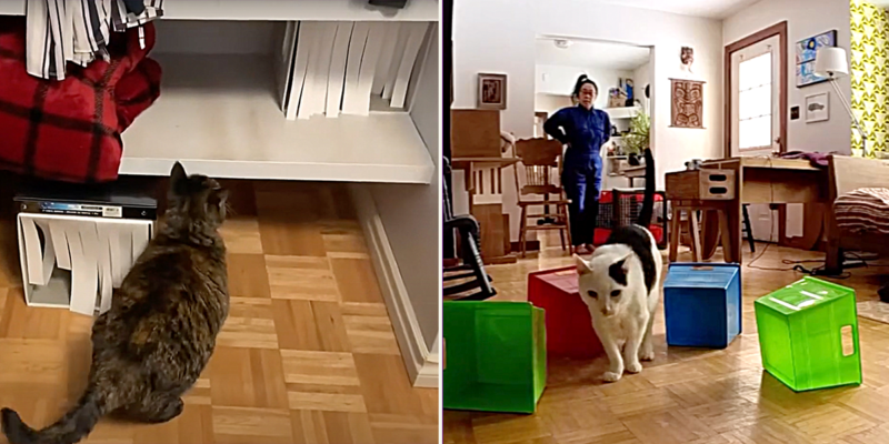 Beautiful view of Cat Training For Apartment Living