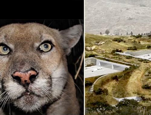 How One Mountain Lion Dubbed P-22 Changed the World