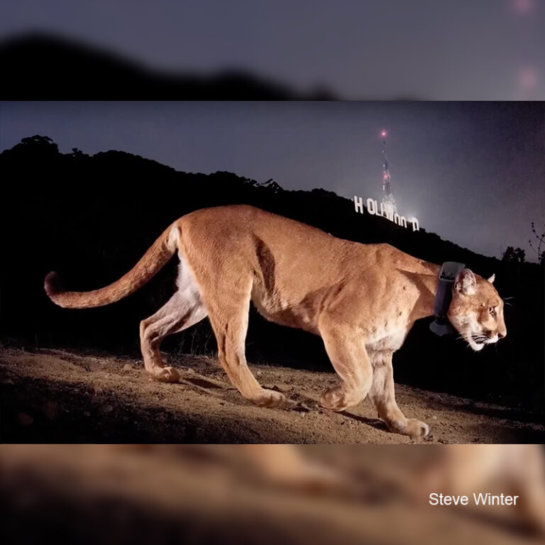 How One Mountain Lion Dubbed P-22 Changed the World