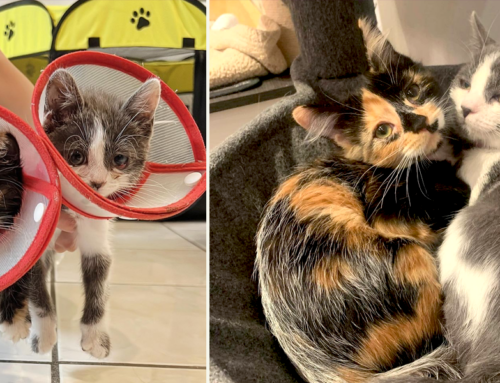 Kittens Rescued with Severe Eye Infections See Bright Future Ahead Together
