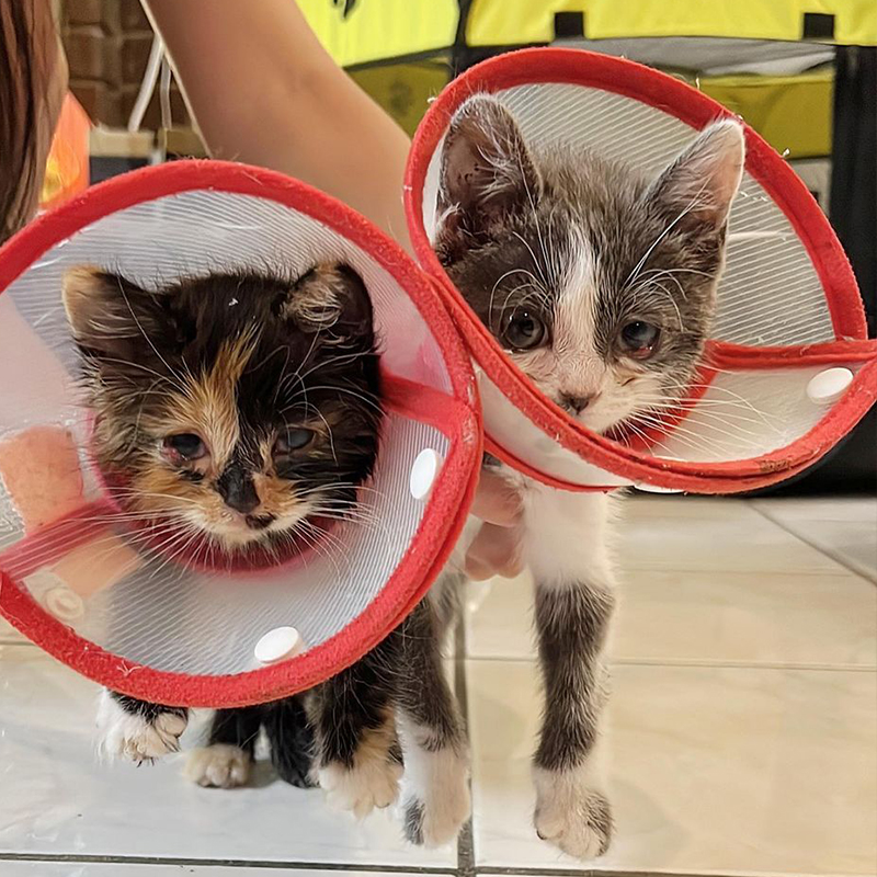 Pumpkin and Spice wear cones while being treated for eye ulcers, eye infections