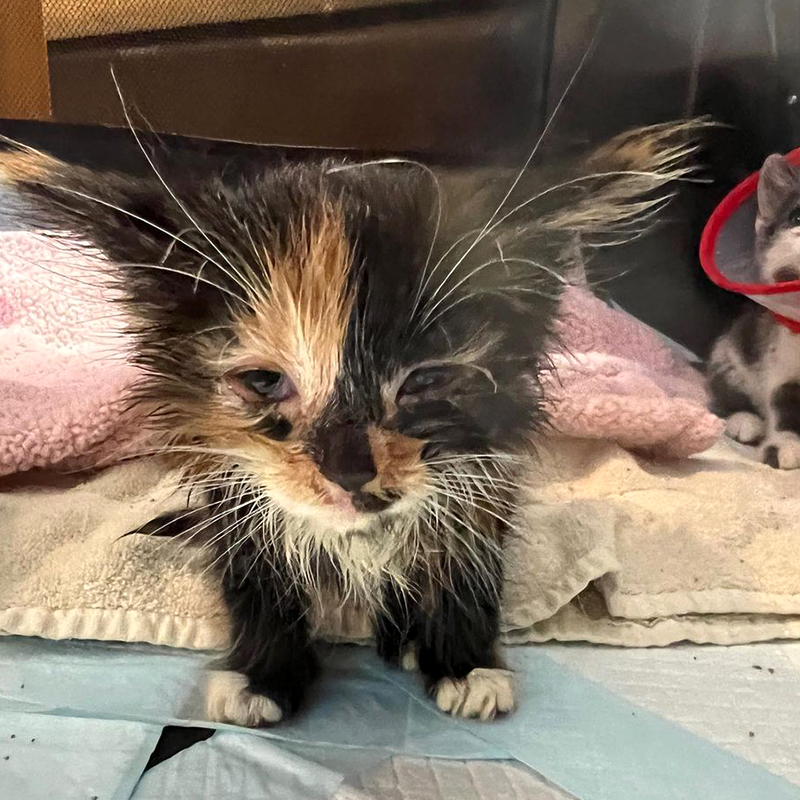 Pumpkin the tiny calico kitten looks puny after first being rescued.