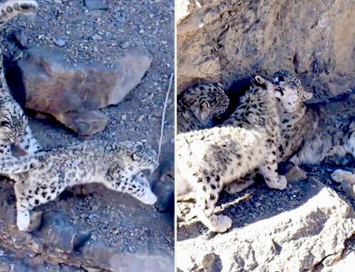 Rare Video Shows Snow Leopard Mother and Cubs From the Himalayas