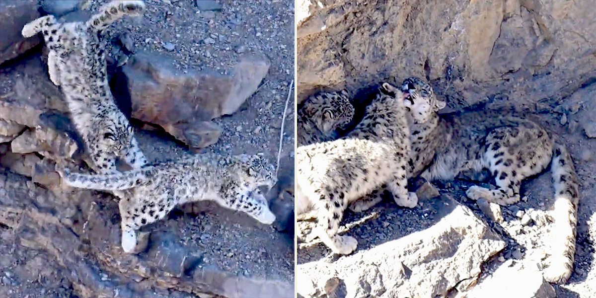 Snow Leopards, snow leopard, Video taken by Ankur Rapria, India, Kibber Wildlife Sanctuary