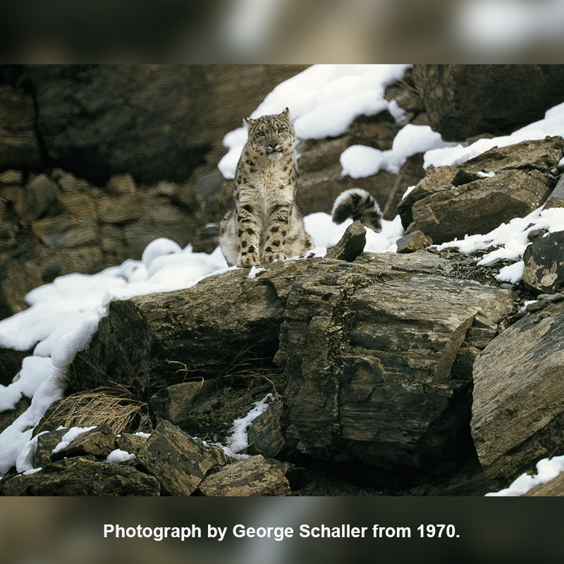 Photo from the Snow Leopard book by George Schaller.
