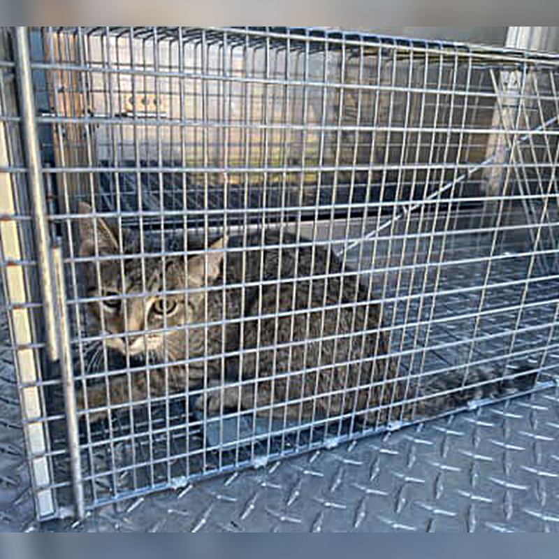 Sparky, grey tabby kitten rescued from dangerous utility pole, San Carlos Park, Florida., 2