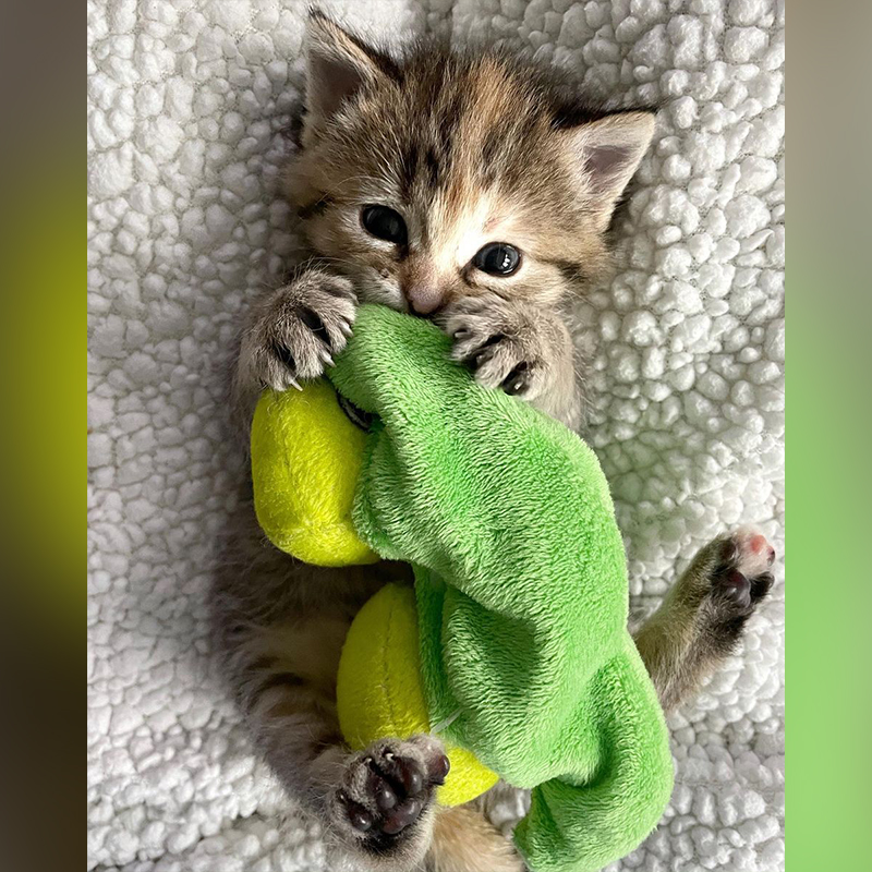 Kitten holds green plushie