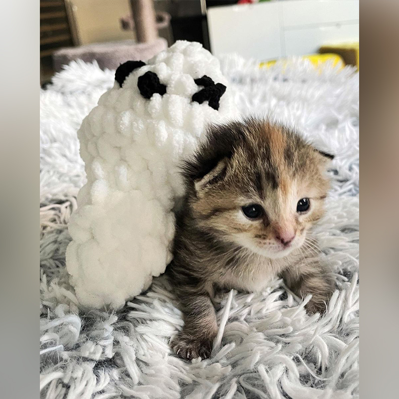 Tabby kitten with crocheted ghost for Halloween