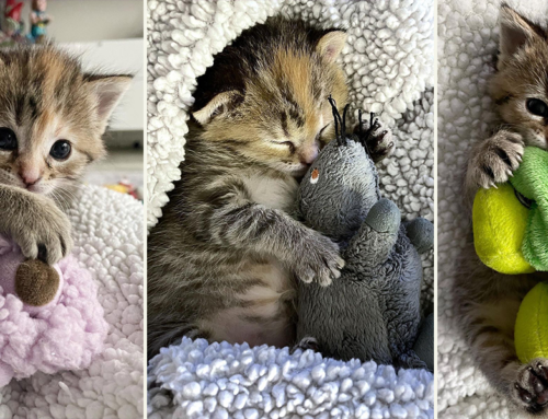 Solitary Kitten ‘Speed Bump’ Auditions Plush Buddies in Foster Care