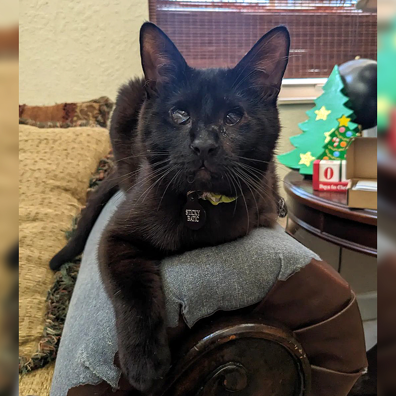 Blind rescued cat on a chair. Hialeah, FL