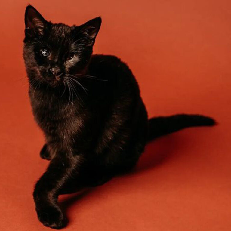 'Sticky' the Blind Tripod Kitten Captures Foster Mom's Heart