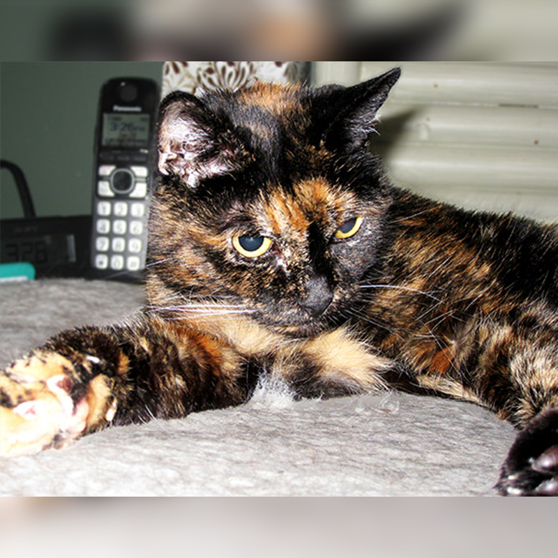 Tiffany Two, previous oldest living cat, San Diego, California