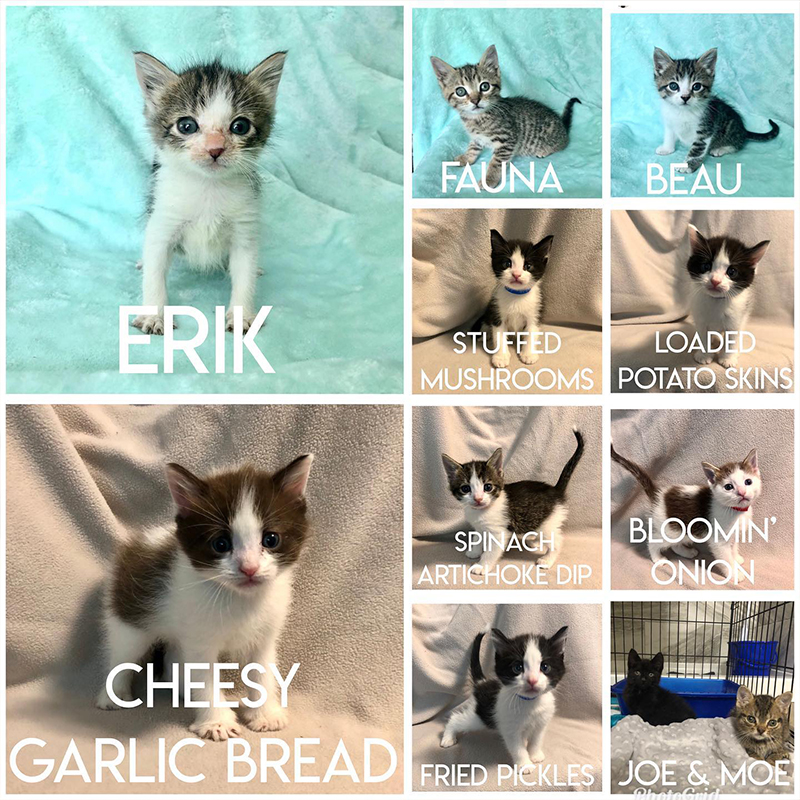 Kittens at Tiny Kitten Gang, Green Bay, Wisconsin, appetizers