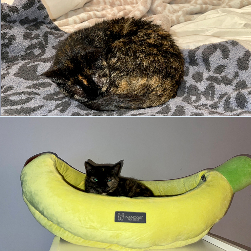 Tortoiseshell cat Truffle with banana bed, FIV+