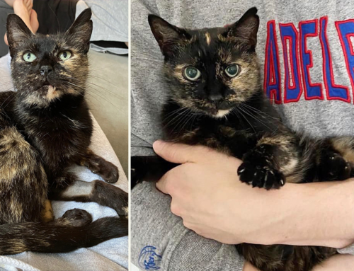 A Purrfect ‘Truffle’ Seeks Forever Home After Being Returned to Philly Rescuers