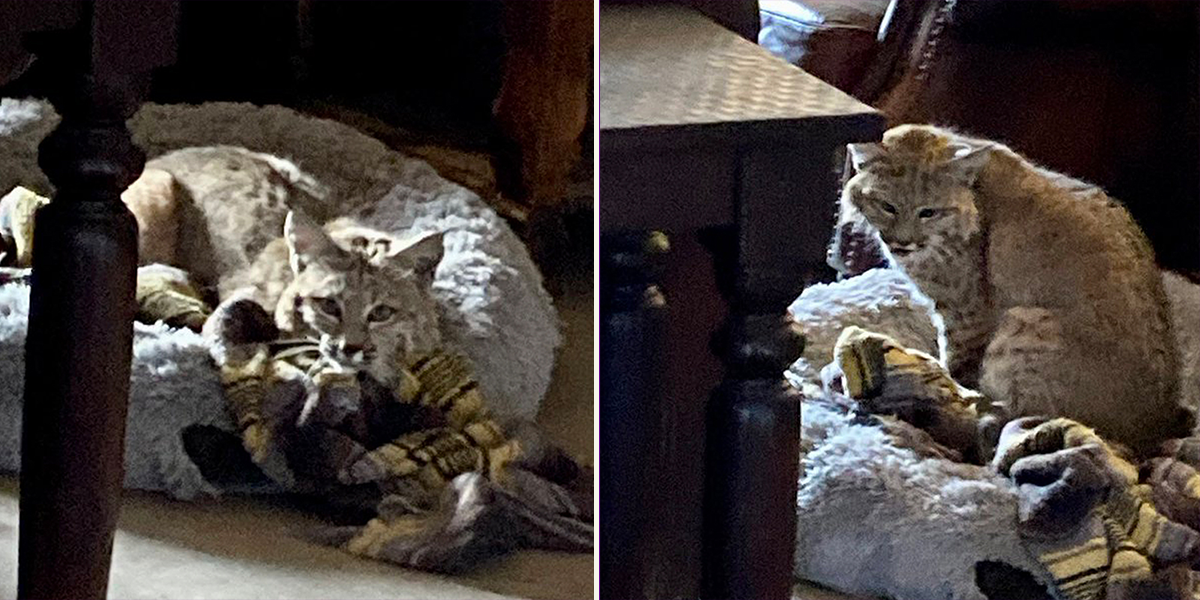 Arizona Game and Fish Department, bobcat enters Arizona home through doggy door, Squeakers the dog recovers from attack, presumably by bobcat, Nikola Zovko in San Manuel