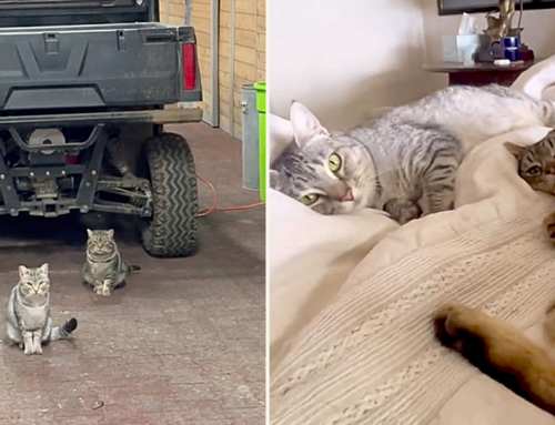Woman’s Heartwarming Story of Socializing Her Late Father’s Feral Barn Cats