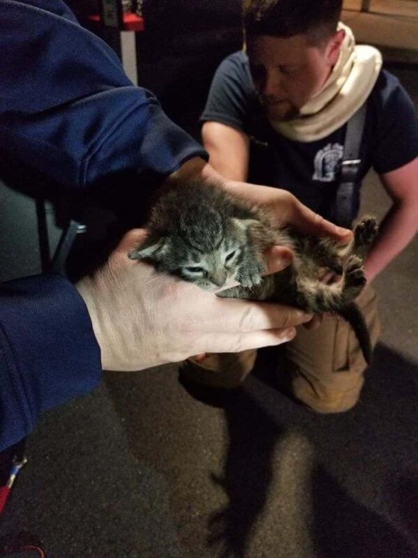 Firefighters holding kitten "Lincoln".